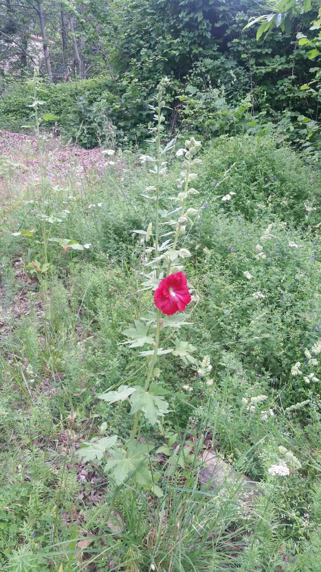 Alcea rosea / Malvone roseo